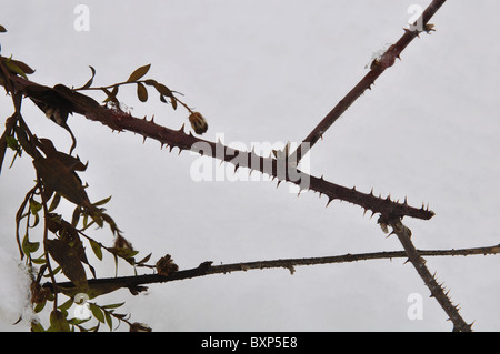 Bramble en hiver contre l'arrière-plan de neige Banque D'Images