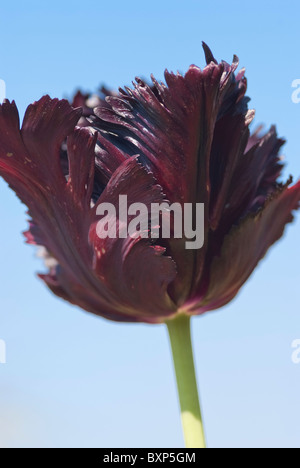 Close up of a black parrot tulip, Golders Hill Park Garden, Golders Green, Londres Banque D'Images