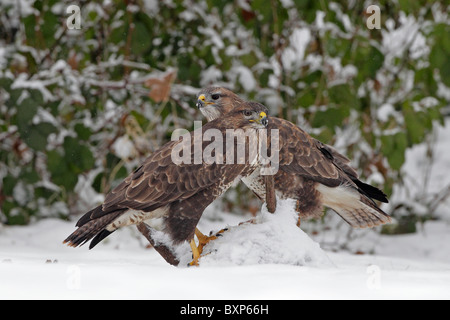 Paire de Buzzards commun dans la neige Banque D'Images