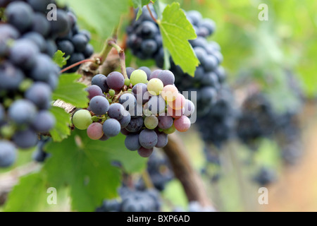 Raisin de plénitude sur un vignoble local ferme à Charlottesville, Virginia. Banque D'Images