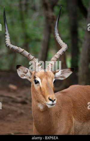 Ram Impala (Aepyceros melampus) de l'Ann van Dyk Cheetah Centre, De Wildt Banque D'Images