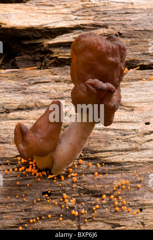 Faux Morel (Gyromitra esculenta) une culture des champignons non comestibles à l'état sauvage dans la forêt de Washington. USA Banque D'Images