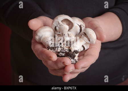 Close-up of farmer holding champignons frais-Agaricus bisporus Banque D'Images