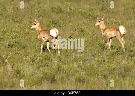 Stock photo d'antilope twin les faons. Banque D'Images