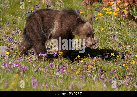 Stock photo d'un grizzly cub marcher dans une prairie de fleurs, le Parc National de Yellowstone. Banque D'Images