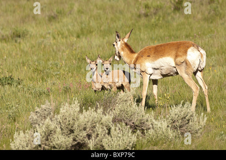 Stock photo d'une antilocapre doe regardant ses deux faons. Banque D'Images