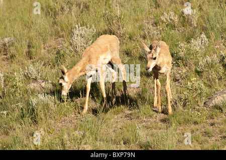 Stock photo d'antilope twin les faons. Banque D'Images