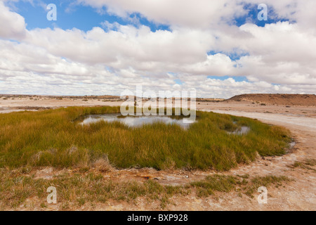 Tasse Blanche Mound ressort sur l'Oodnadatta Track dans l'Outback de l'Australie du Sud Banque D'Images