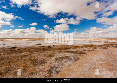 Appartements près de sel Blanche Tasse Mound ressort sur l'Oodnadatta Track dans l'Outback de l'Australie du Sud Banque D'Images