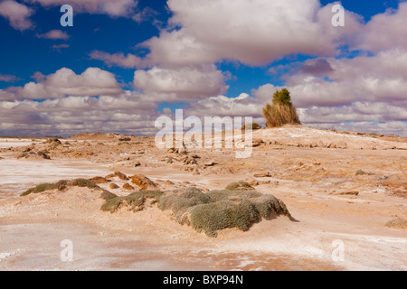 Un printemps monticule près de Blanche Tasse Mound Le ressort de l'Oodnadatta Track dans l'Outback de l'Australie du Sud Banque D'Images