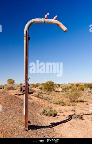 Deux (Cacatua roseicapilla galahs) à Beresford d'évitement sur le Vieux Ghan Railway, Oodnadatta Track, l'Australie du Sud Banque D'Images