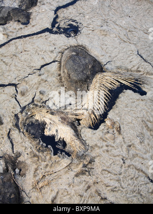 La mort d'oiseaux dans le golfe du Mexique la marée noire Banque D'Images