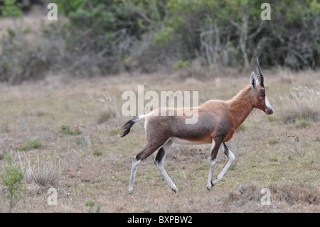 Les antilopes à Pilanesberg Game Reserve, Afrique du Sud Banque D'Images