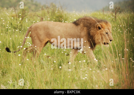 Portrait d'un grand mâle lion à Pilanesberg National Park, Afrique du Sud Banque D'Images