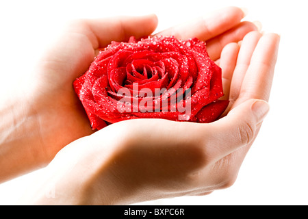 Frais de photo rose rouge dans la main des femmes Banque D'Images