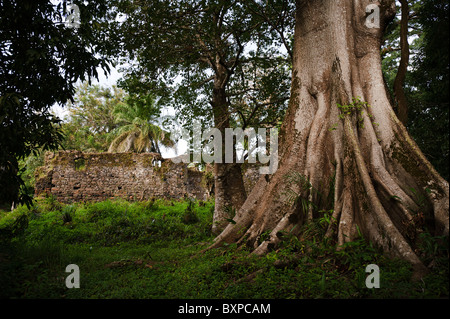 Arbre généalogique étayé et ruinés, les murs de l'île de Bunce, en Sierra Leone. Banque D'Images