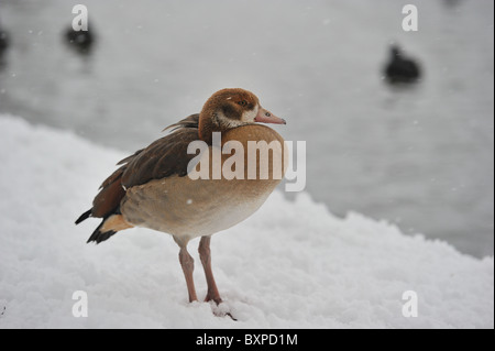 Egyptian goose - néant goose (Alopochen aegyptiacus - Alopochen aegyptiaca) dans la neige en hiver - Bruxelles - Belgique Banque D'Images