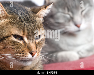 Closeup portrait image de deux chats domestiques sur un fond blanc. Banque D'Images