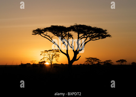 Lever du soleil dans le Serengeti. Début février un matin dans le Serengeti, Tanzanie, avec un acacia en silhouette Banque D'Images