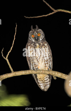 Asio stygius Stygian Owl perché dans l'arbre de nuit à la péninsule de Zapata, République de Cuba en avril. Banque D'Images