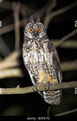 Asio stygius Stygian Owl perché dans l'arbre de nuit à la péninsule de Zapata, République de Cuba en avril. Banque D'Images