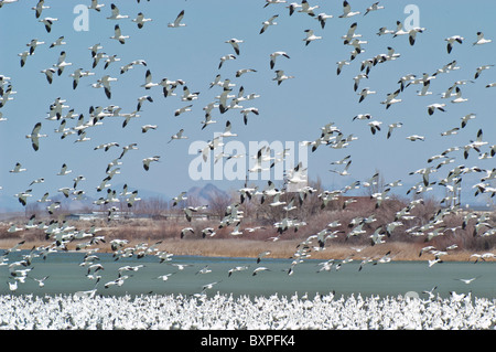 L'Oie des neiges (Chen caerulescens) en migration d'hiver escale près de Delta, Utah, USA Banque D'Images