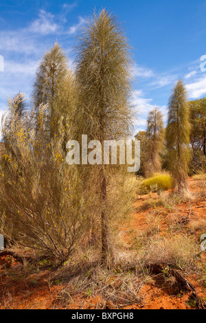 Les Jeunes chênes du Désert (Allocasuarina decaisneana), Alice Springs Desert Park, Alice Springs, Territoire du Nord Banque D'Images