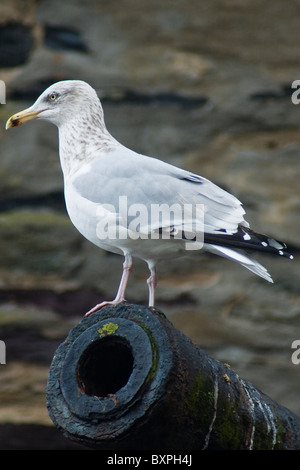 Une mouette perchée sur un Canon dans le port à port Isaac, Cornwall, UK Banque D'Images