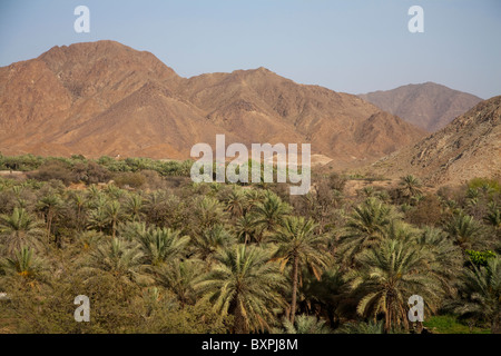 Oasis de Al Dhaid, montagnes Hajar, Sharjah, Emirats Arabes Unis Banque D'Images