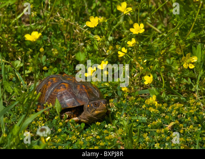 Close up, Tortue tabatière Terrapene carolina carolina jaune parmi les fleurs et l'herbe de prairie, Monroe, New Jersey, USA, United States, US, NJ Terrapi Banque D'Images