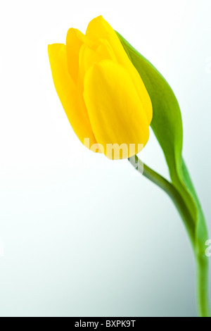 Image de tulipe jaune isolé sur fond blanc Banque D'Images