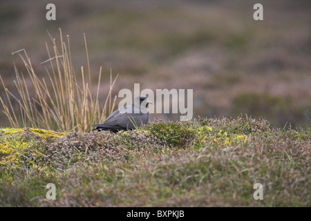 Labbe parasite Stercorarius parasiticus sur la lande au cours d'une douche à effet pluie sur Shetland, îles Shetland en juin. Banque D'Images