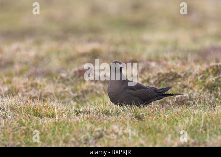 Labbe parasite Stercorarius parasiticus sur la lande sur Shetland, îles Shetland en juin. Banque D'Images