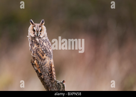 Long eared Owl (élevage en captivité) perché sur souche d'arbre en bois Banque D'Images