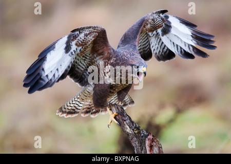 Buse variable, Buteo buteo atterrissage sur souche d'arbre mort Banque D'Images