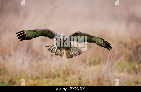 Buse variable, Buteo buteo en vol Banque D'Images