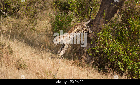 Leopard sautant de Tree Banque D'Images