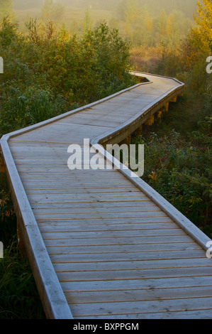 Un trottoir de bois qui serpente dans un matin d'automne brumeux. Banque D'Images