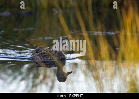 Un canard colvert femelle sauvage nage à travers l'automne coloré réflexions d'herbe. Banque D'Images