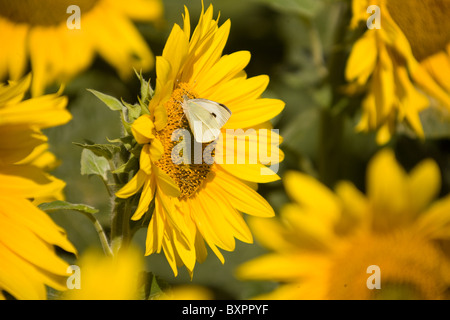 Un champ de tournesol dans le Lincolnshire, Angleterre, Royaume-Uni. Banque D'Images