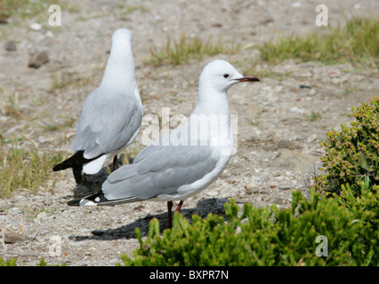 La mouette de Hartlaub mouette ou Roi, Chroicocephalus hartlaubii, Laridae. Hermanus, Afrique du Sud. Banque D'Images