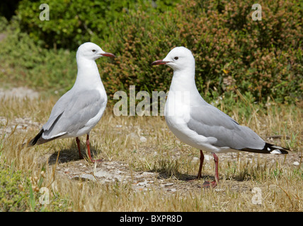 La mouette de Hartlaub mouette ou Roi, Chroicocephalus hartlaubii, Laridae. Hermanus, Afrique du Sud. Banque D'Images