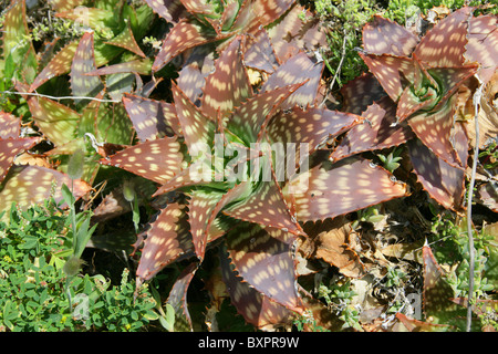 Aloe commutata, Asphodelaceae (Aloaceae). Sauvages, Hermanus, Western Cape, Afrique du Sud. Banque D'Images