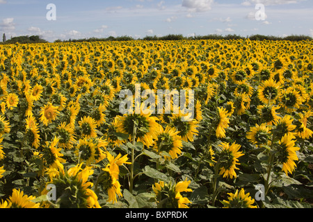 Un champ de tournesol dans le Lincolnshire, Angleterre, Royaume-Uni. Banque D'Images