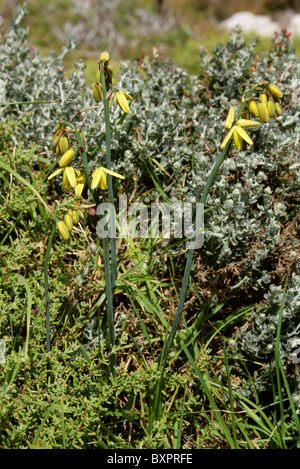 Lily Slime, Albuca fragrans, Hyacinthaceae, syn. Ornithogalum aurata. Hermanus, Western Cape, Afrique du Sud. Banque D'Images