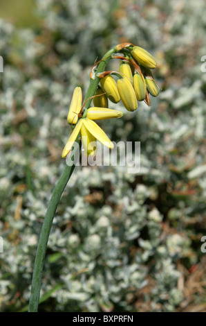 Lily Slime, Albuca fragrans, Hyacinthaceae, syn. Ornithogalum aurata. Hermanus, Western Cape, Afrique du Sud. Banque D'Images