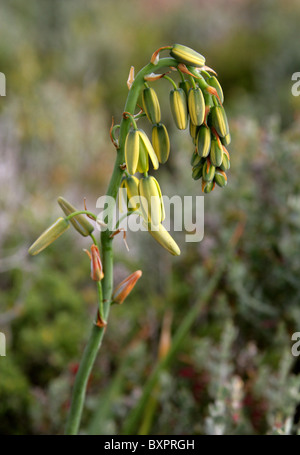 Lily Slime, Albuca fragrans, Hyacinthaceae, syn. Ornithogalum aurata. Hermanus, Western Cape, Afrique du Sud. Banque D'Images