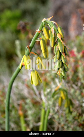 Lily Slime, Albuca fragrans, Hyacinthaceae, syn. Ornithogalum aurata. Hermanus, Western Cape, Afrique du Sud. Banque D'Images