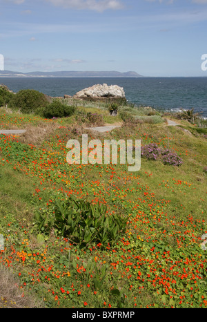 Capucines sauvages (Tropaeolum majus), poussant le long de la côte, Walker Bay, Hermanus, Western Cape, Afrique du Sud. Banque D'Images