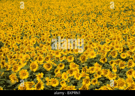 Un champ de tournesol dans le Lincolnshire, Angleterre, Royaume-Uni. Banque D'Images